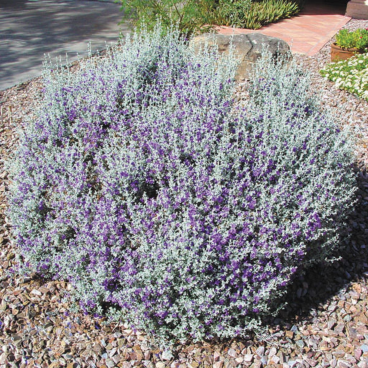 Silver Cloud Sage