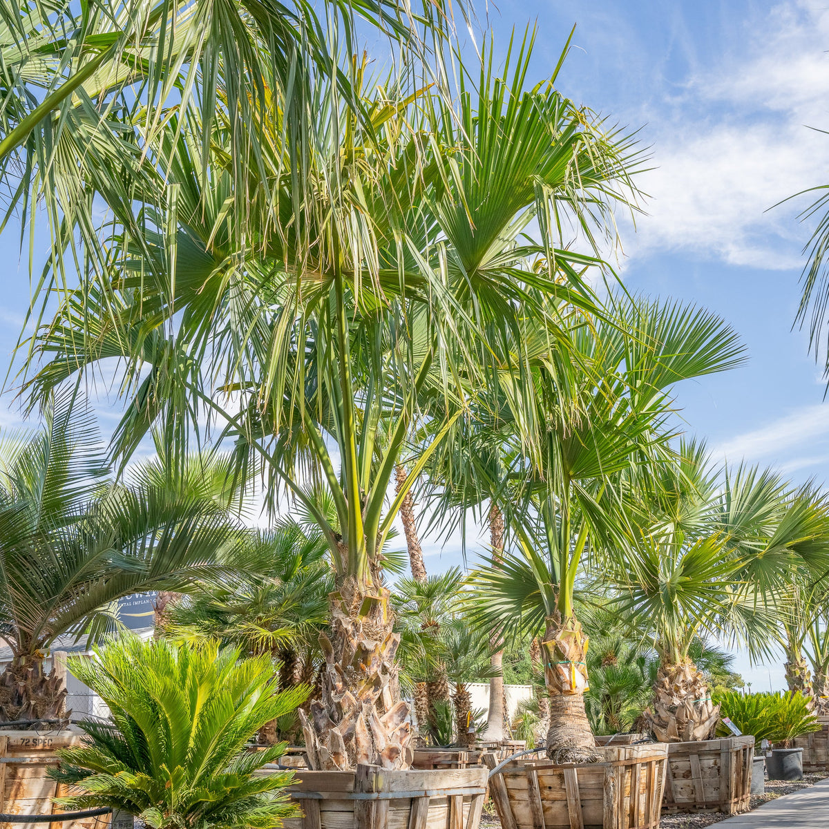 Sabal Palm
