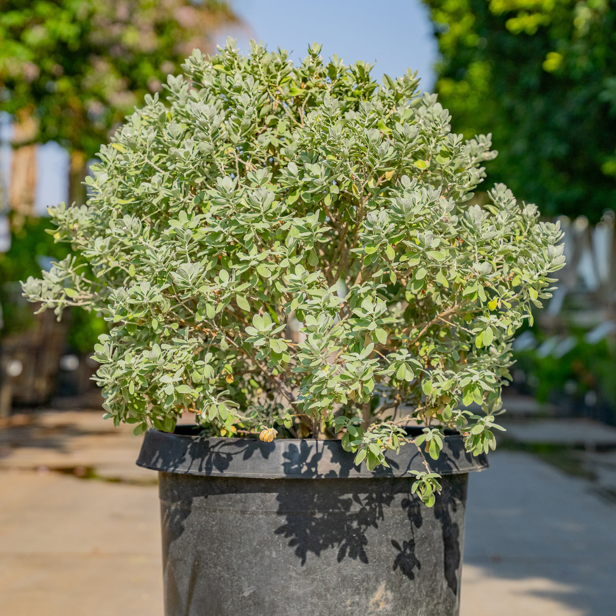 Texas Sage