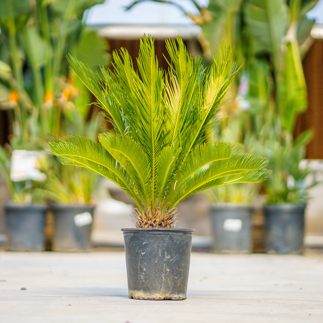 Sago Palm