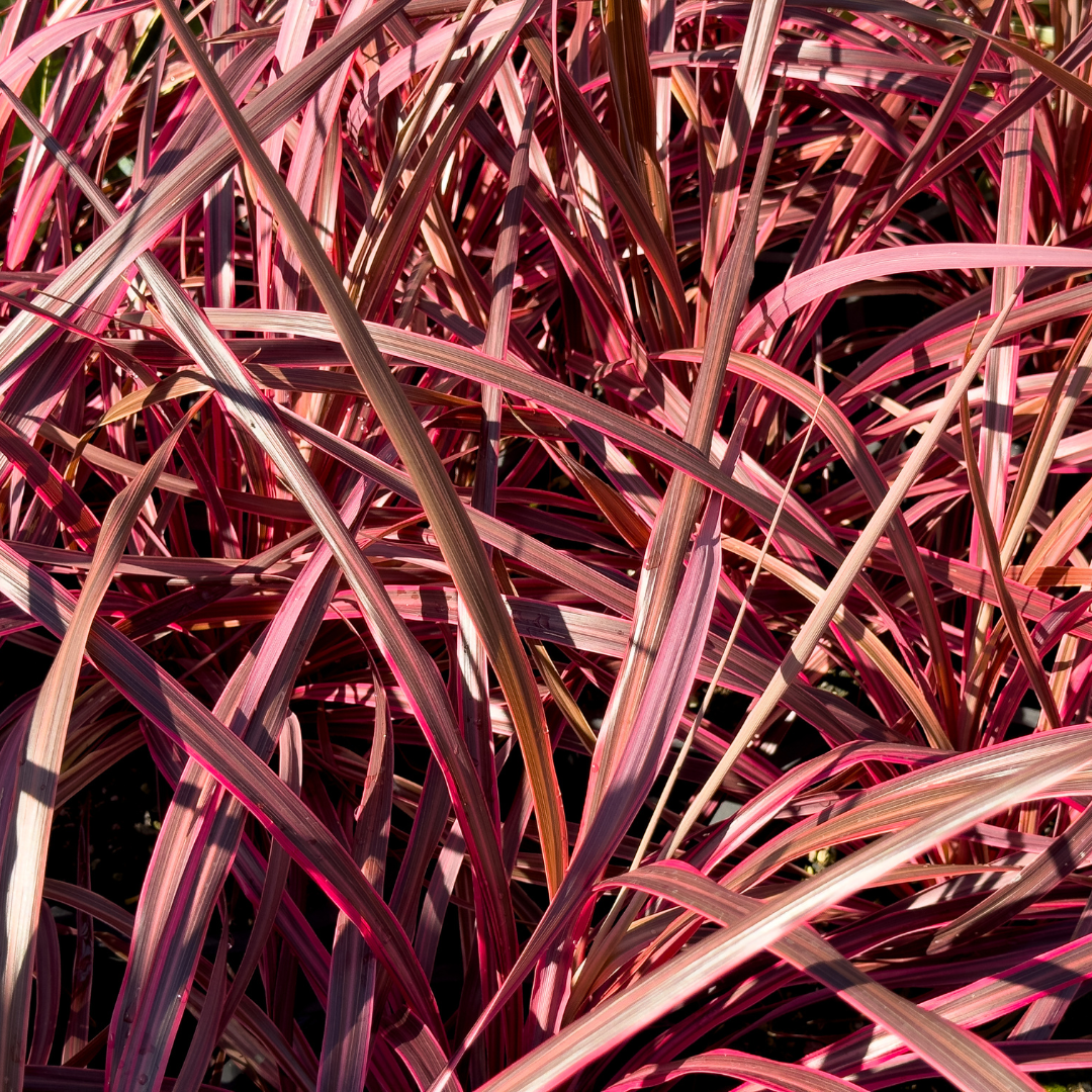 'Salsa' Cordyline