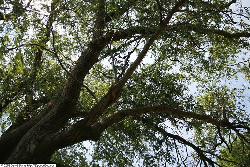Corkscrew Willow