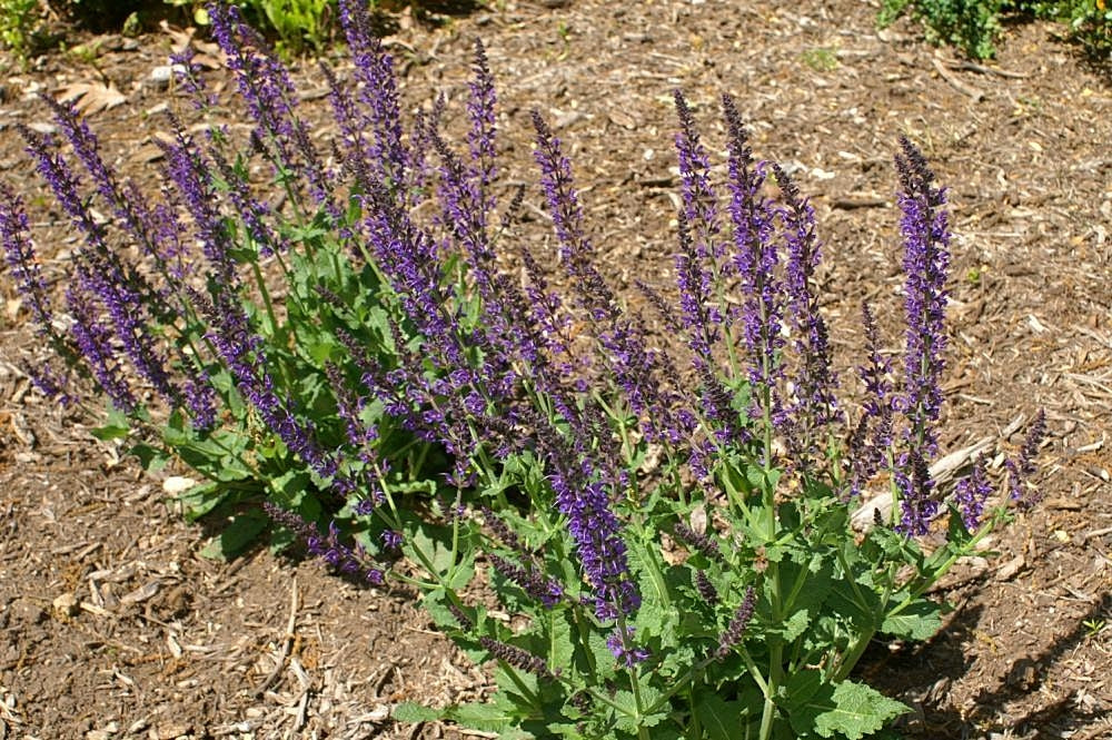 May Night Salvia