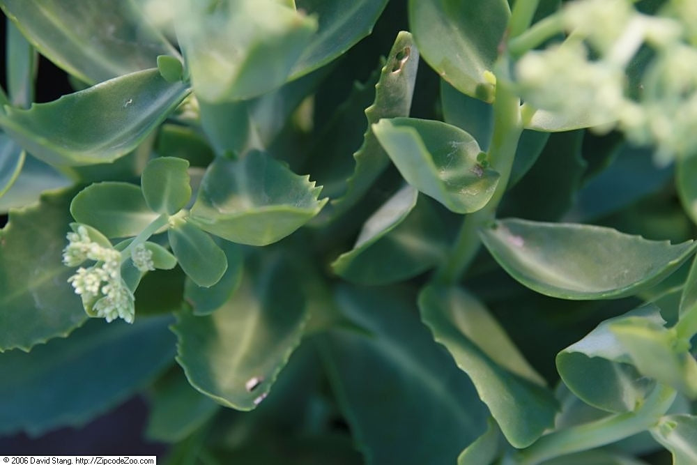 Autumn Joy Sedum