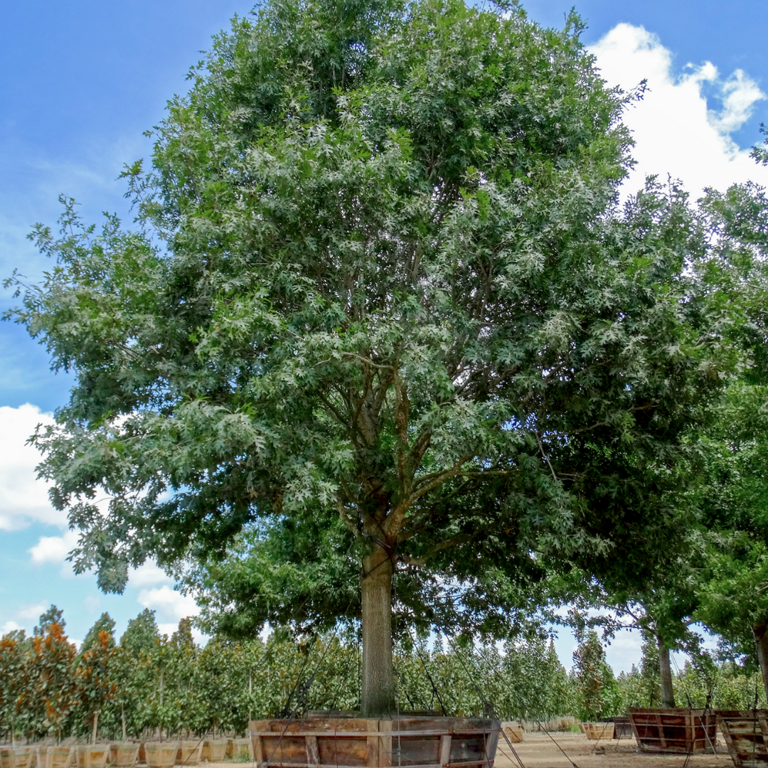 Shumard Oak
