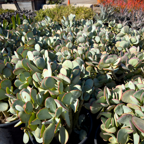 'Silver Dollar' Jade
