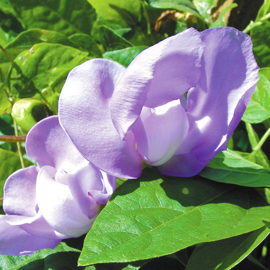 Snail Vine