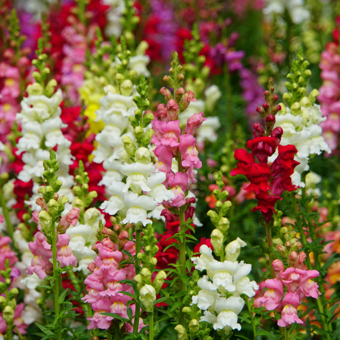 Snapdragon