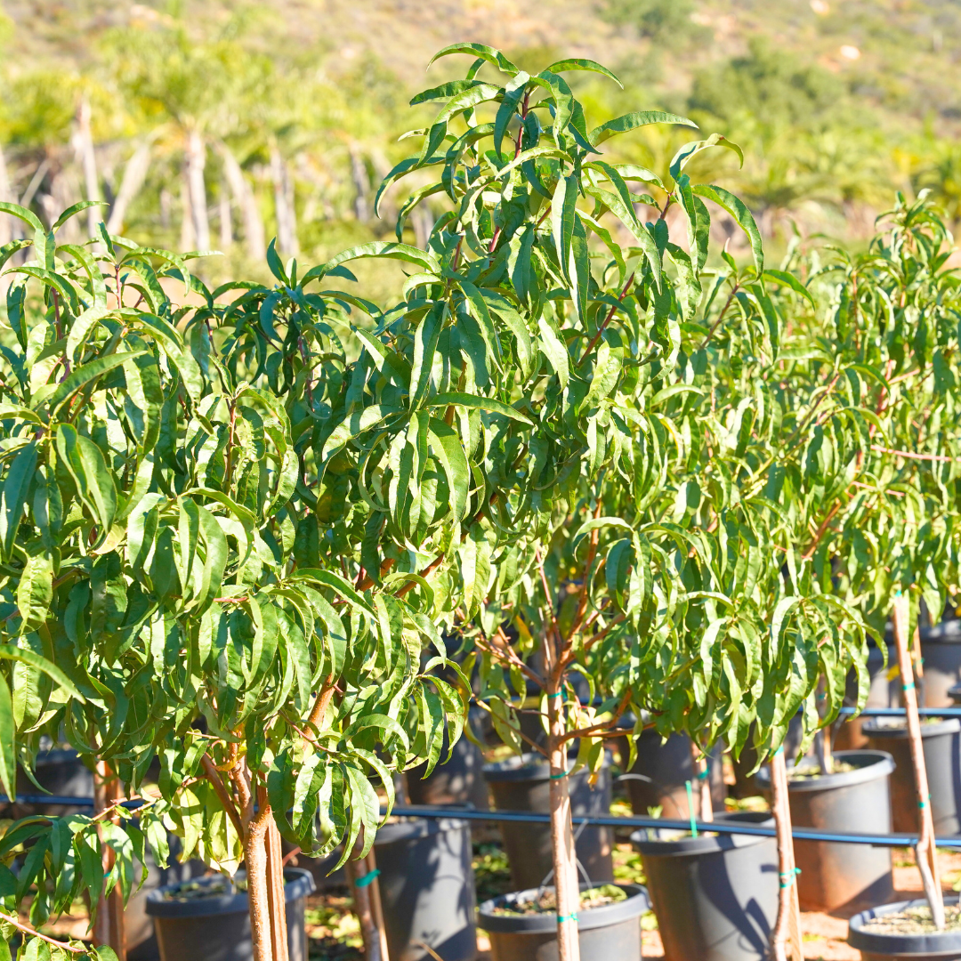 Snow Queen Nectarine