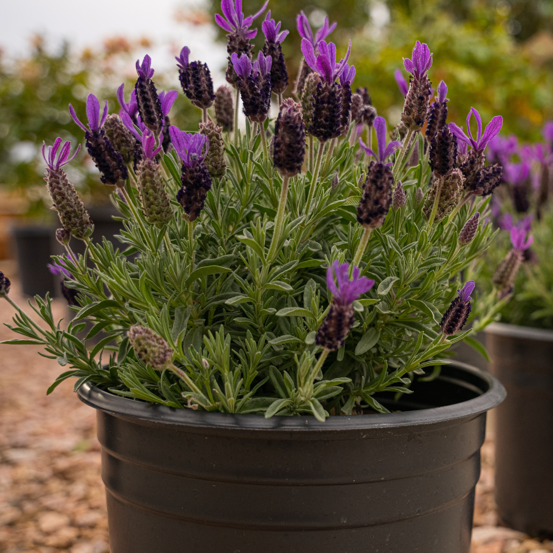 Spanish Lavender