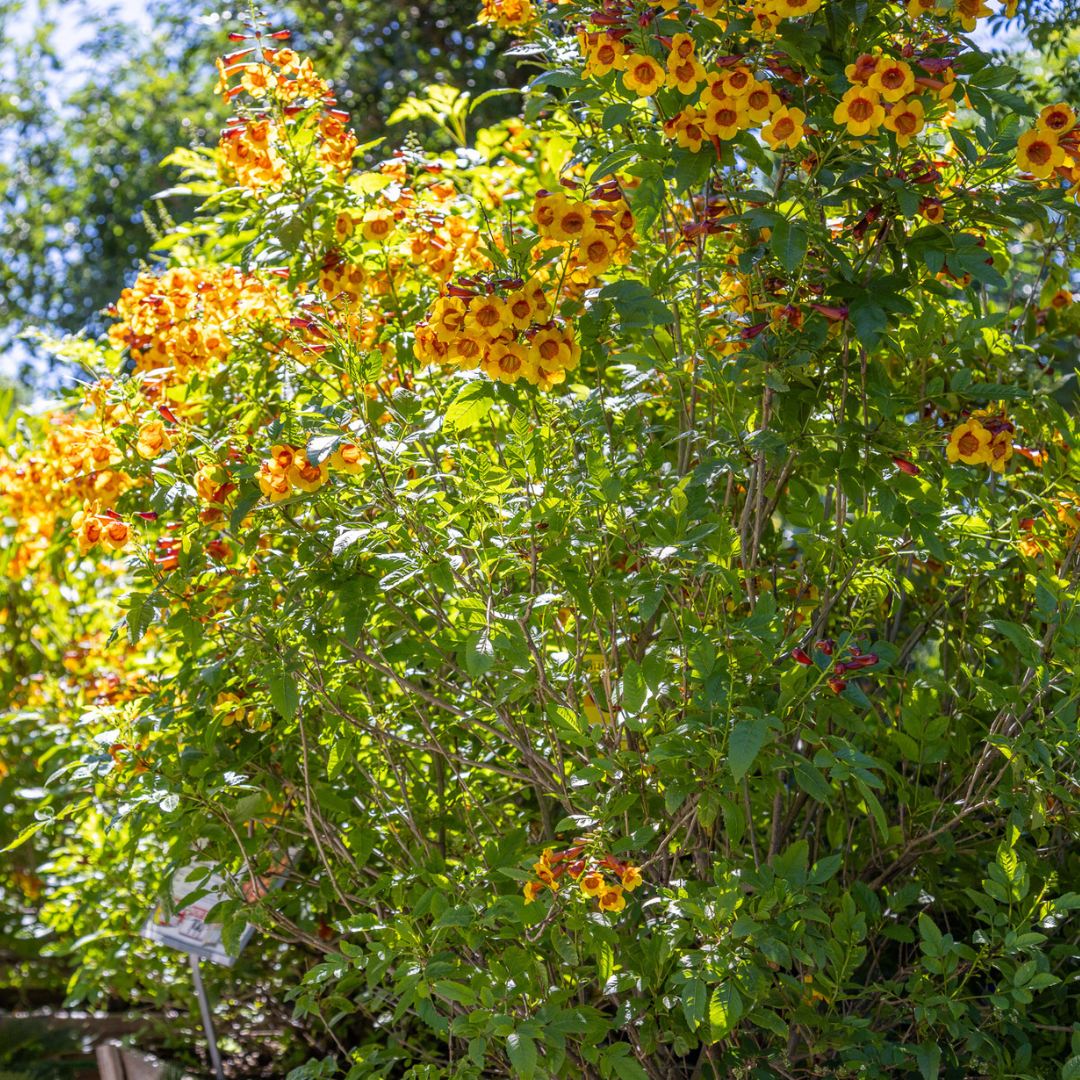 Bells of Fire 'Sparklette'