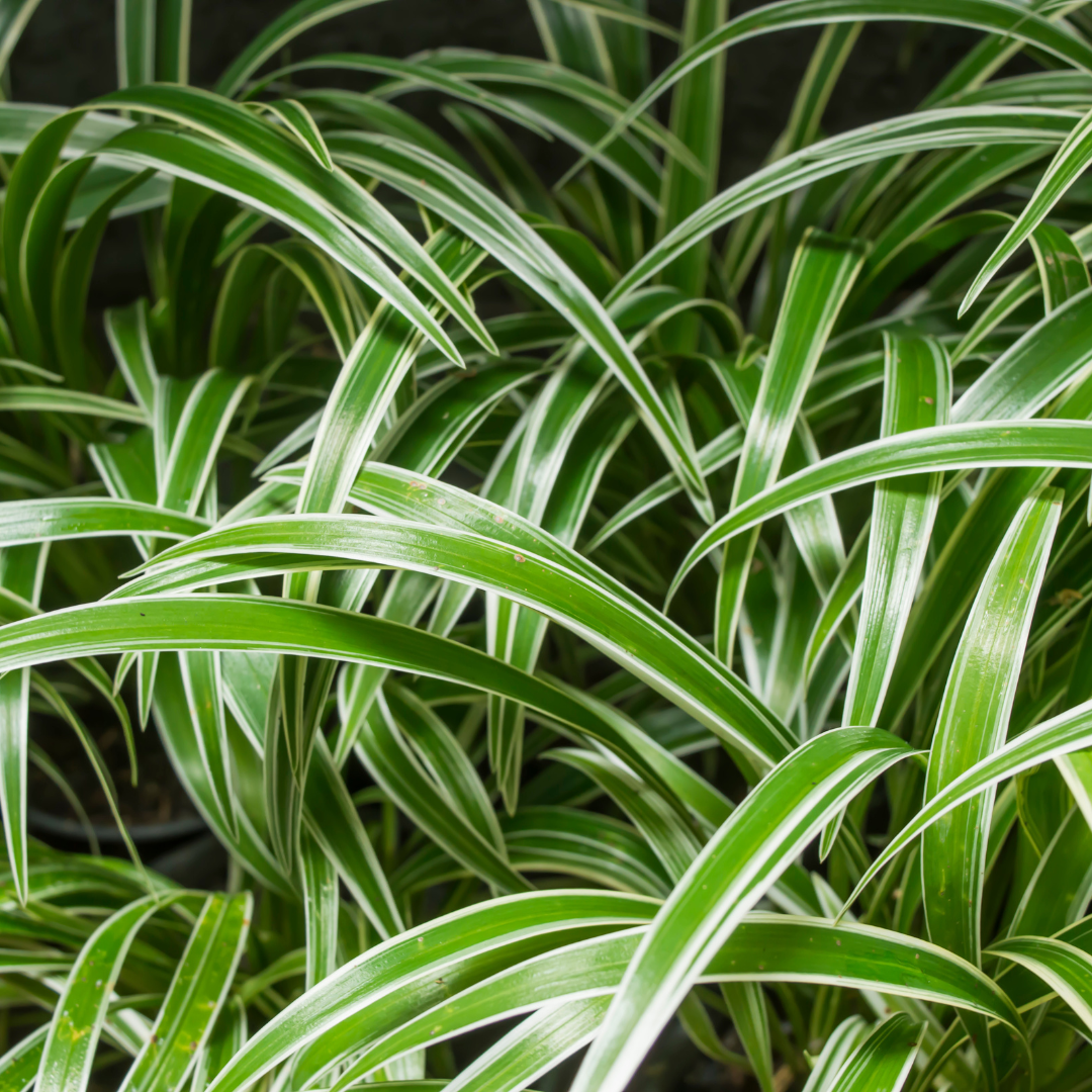 Spider Plant