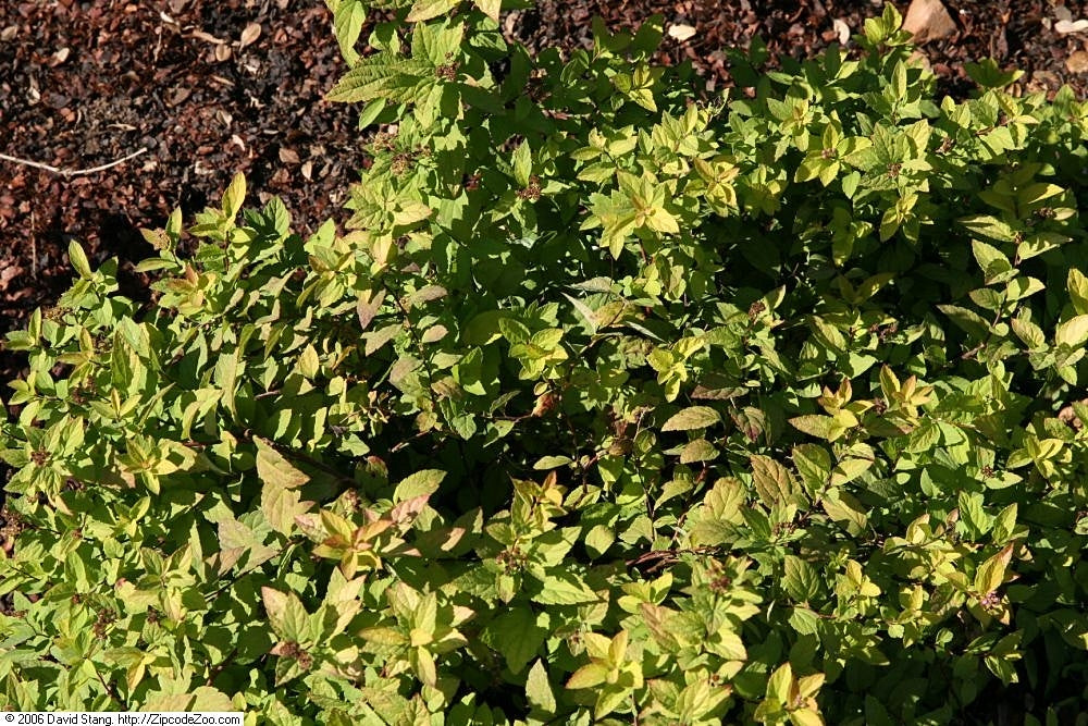 Spirea Varieties