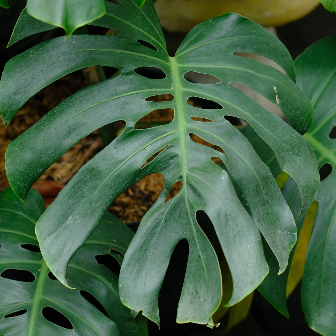 Monstera