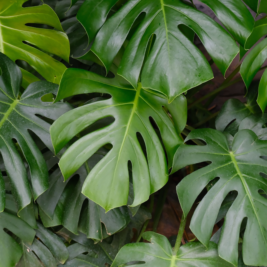 Split-Leaf Philodendron