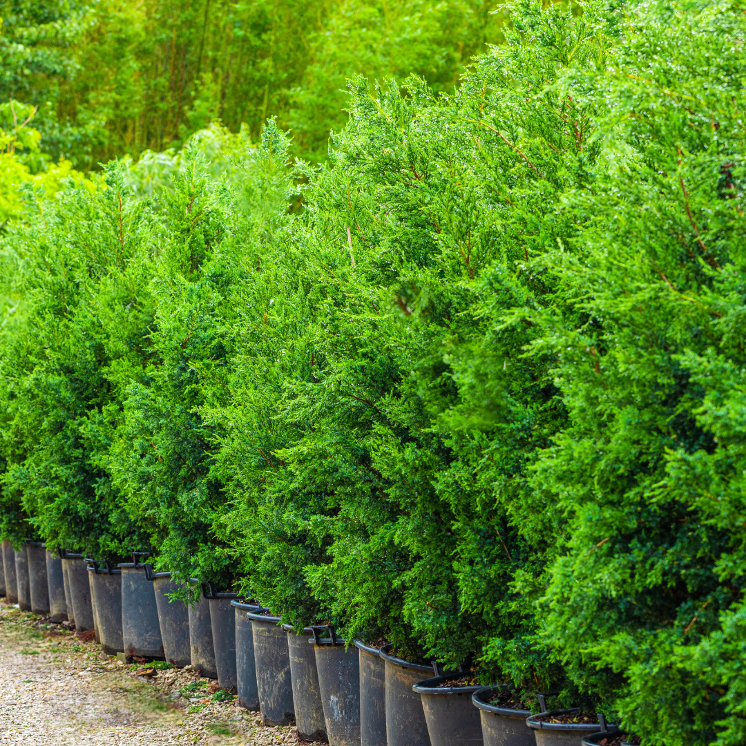 Star Power Juniper