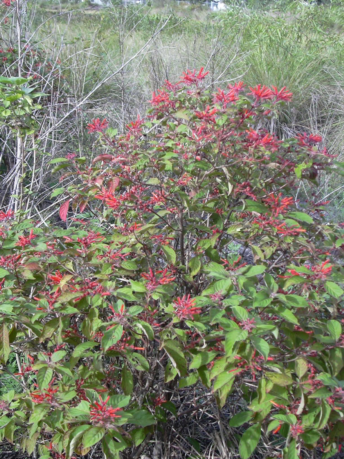 Firebush