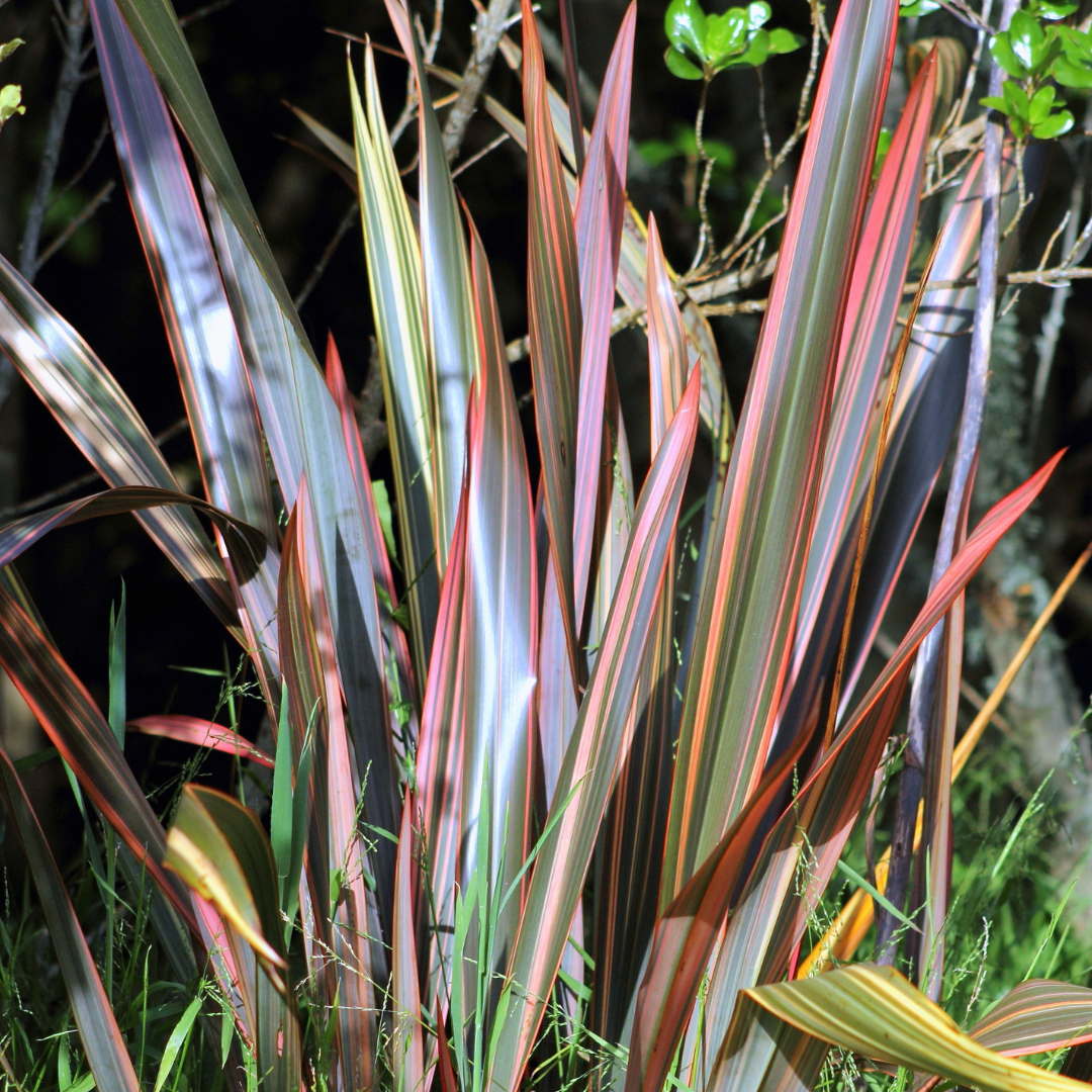 'Sundowner' New Zealand Flax