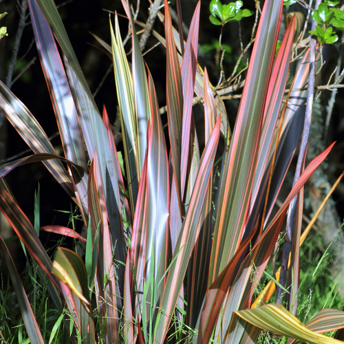 'Sundowner' New Zealand Flax