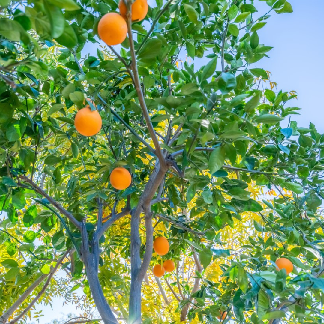 Sweet Orange