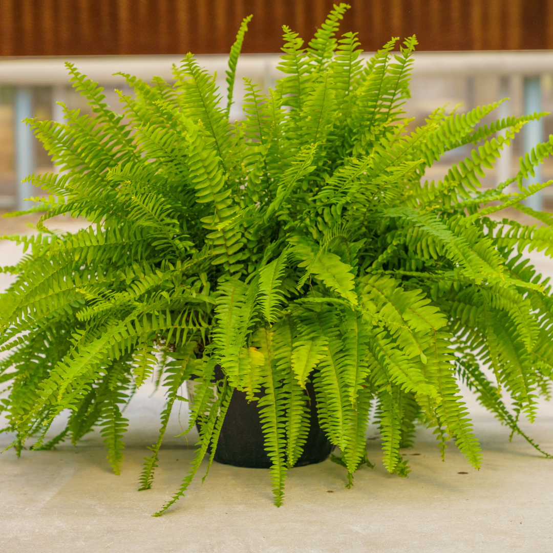 Sword Fern