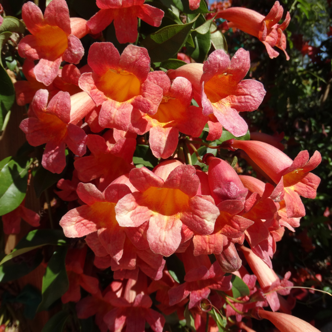 Tangerine Crossvine