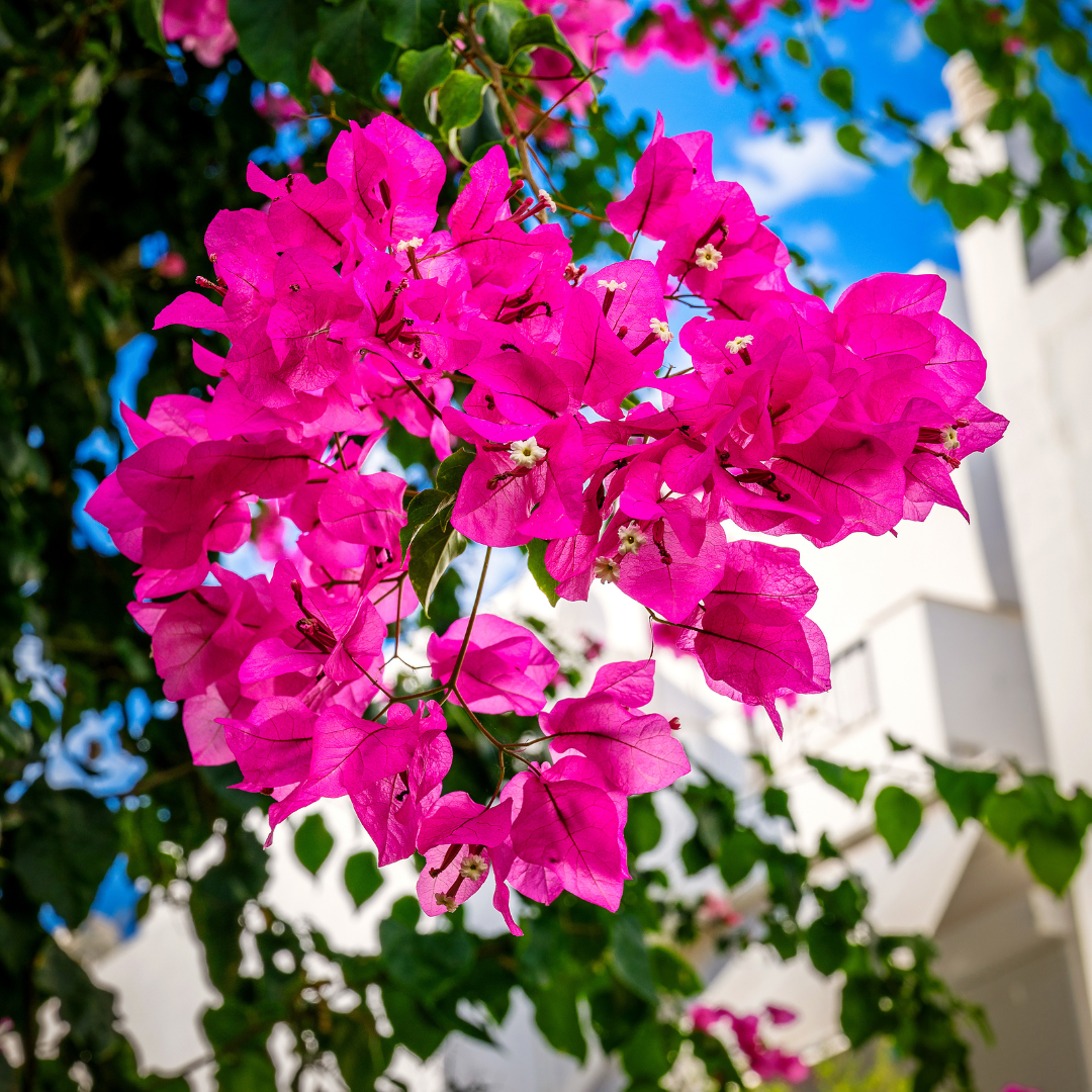 'Temple Fire' Bougainvillea