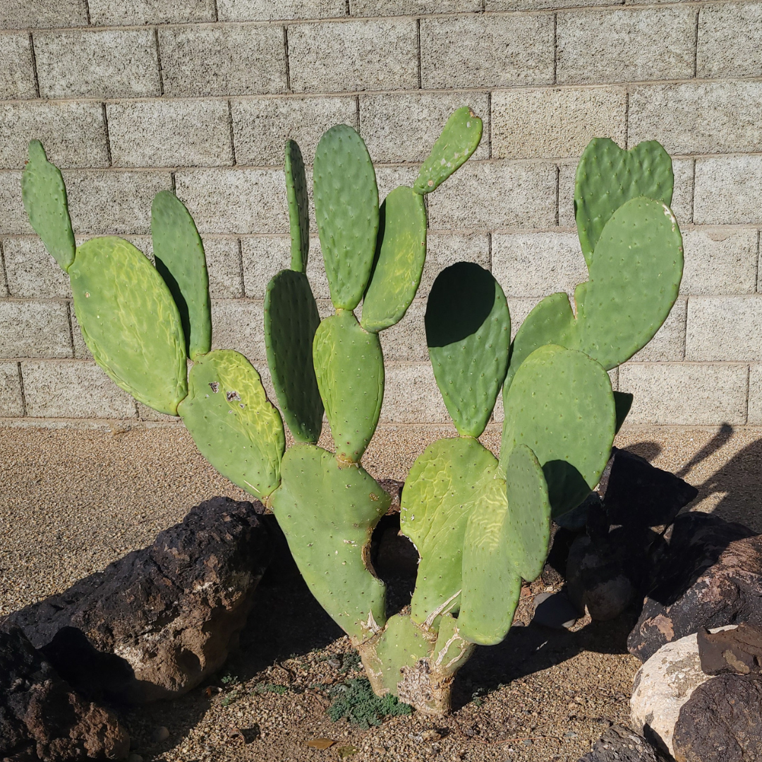 Thornless Prickly Pear Cactus