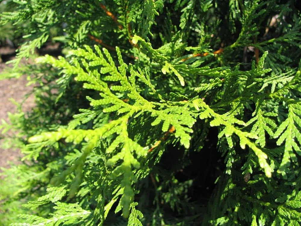 Green Giant Arborvitae