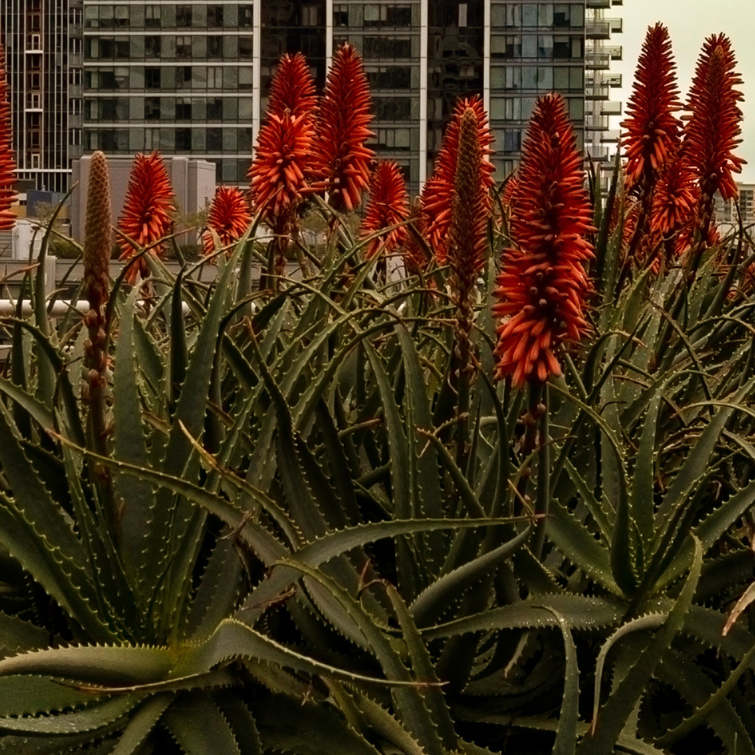 'Torch' Aloe