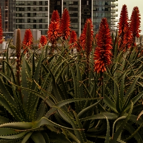 'Torch' Aloe