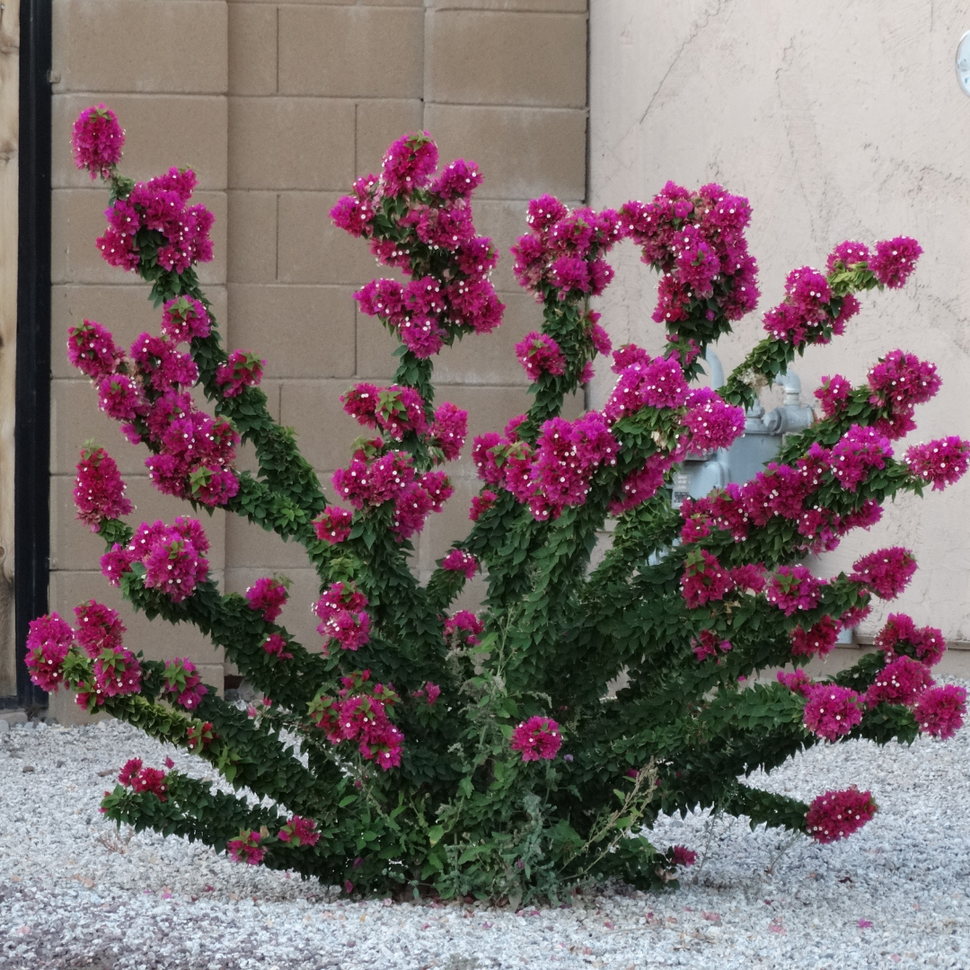 Torch Glow Bougainvillea