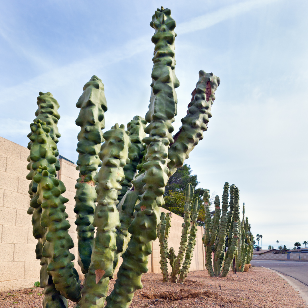 Totem Pole Cactus