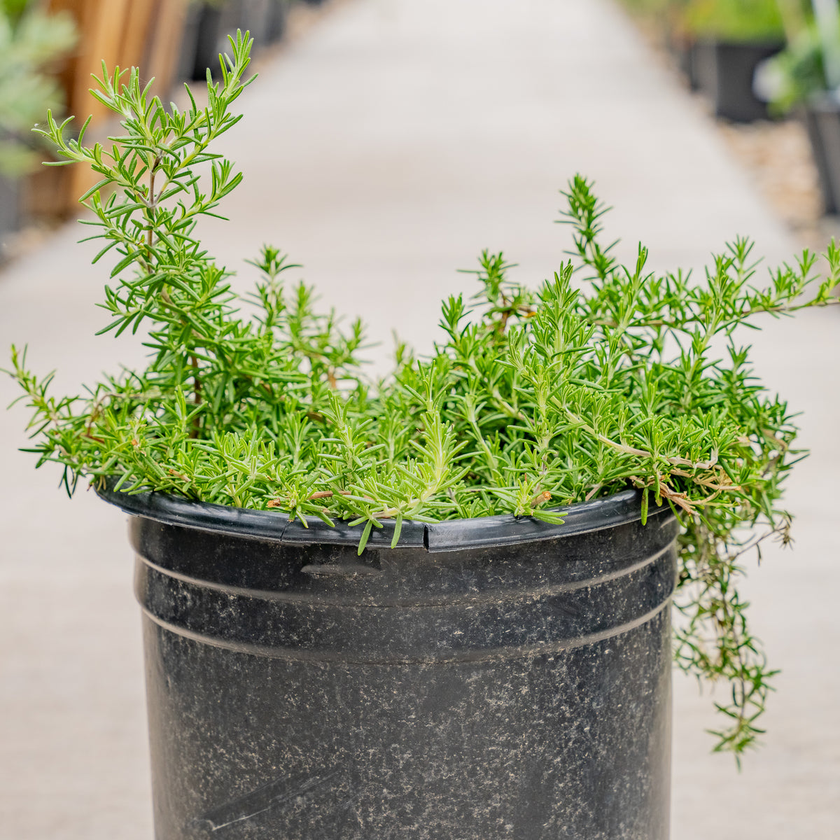 Trailing Rosemary