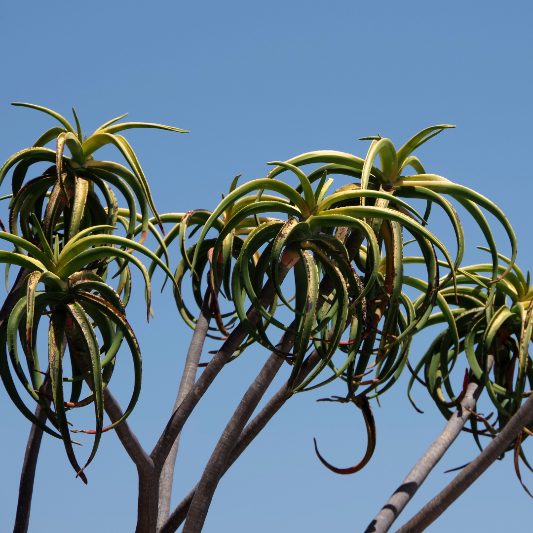 Tree Aloe
