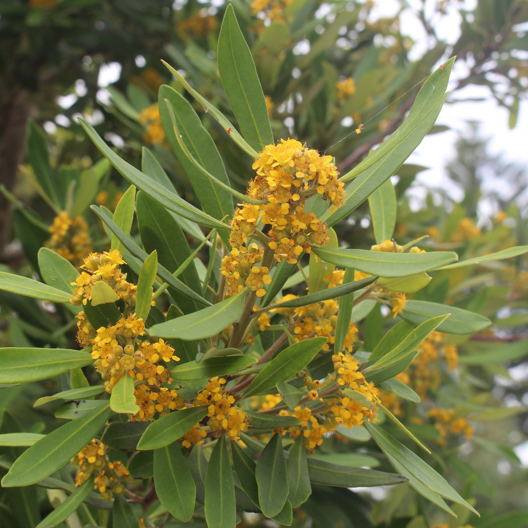 'Tristania' Water Gum