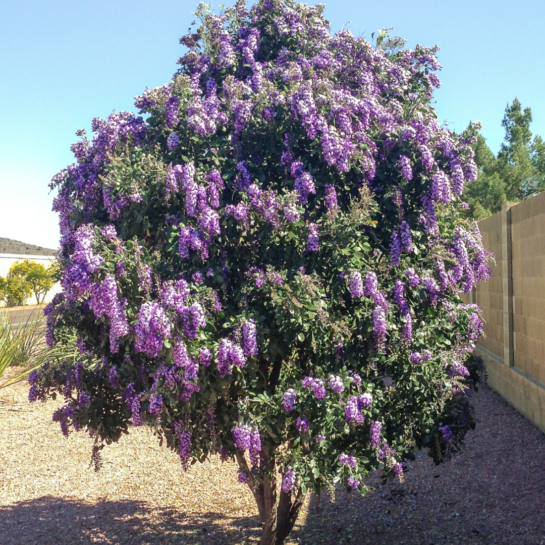Texas Mountain Laurel