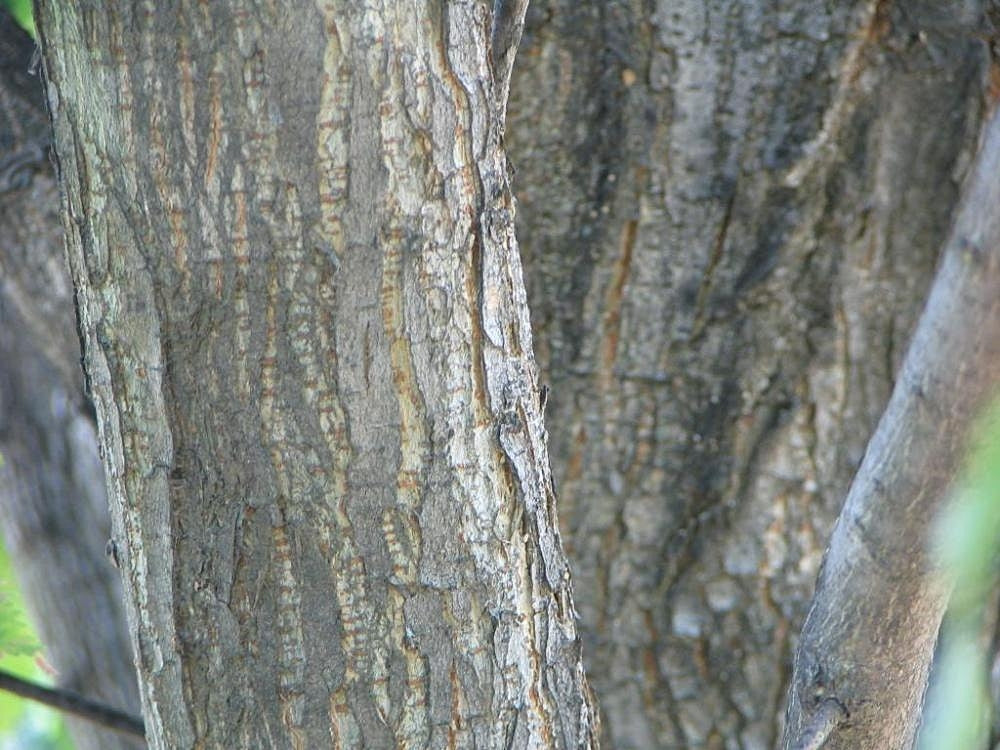Princeton American Elm