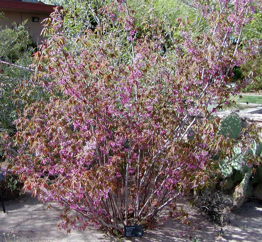 Mexican Buckeye