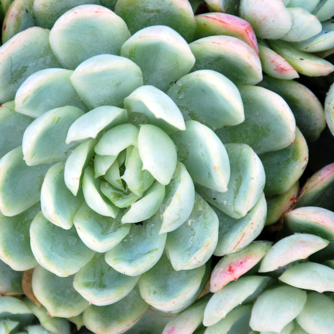 Hens and Chicks