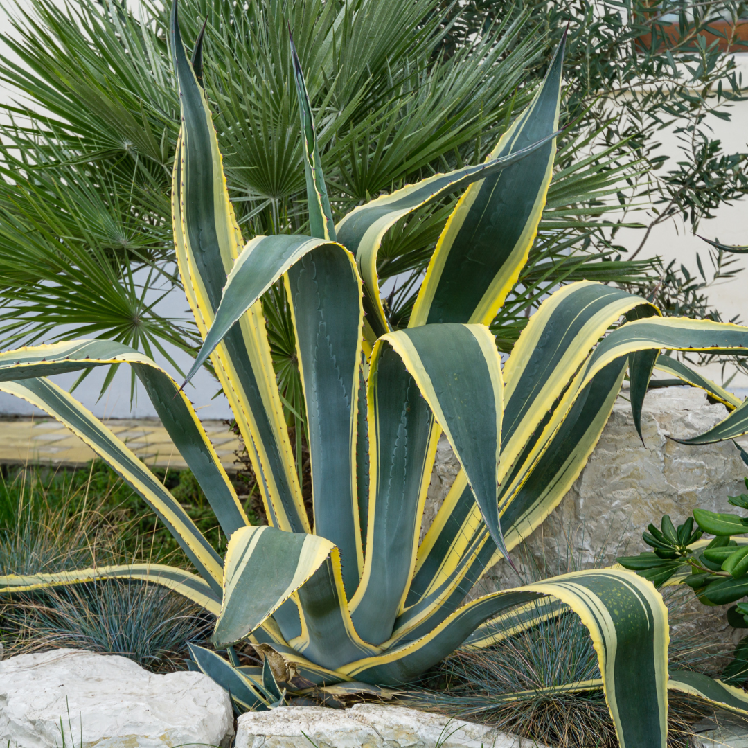 Variegated Century Plant