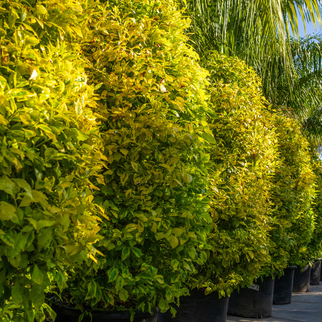 Duranta Skyflower (Variegated)