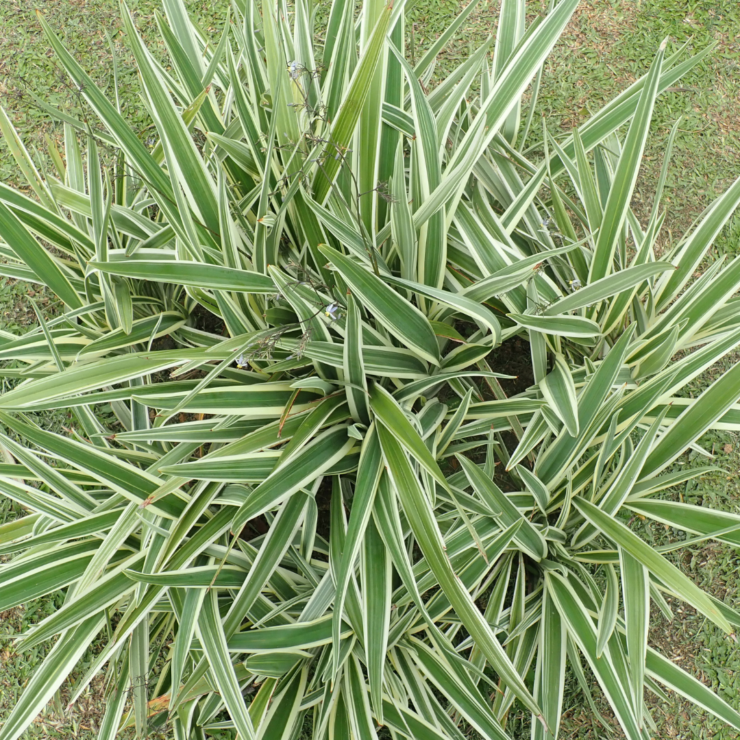 Variegated Flax Lily