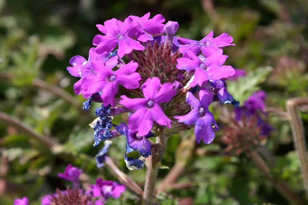 Homestead Purple Verbena