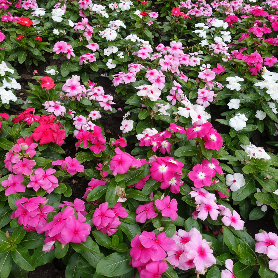 Vinca