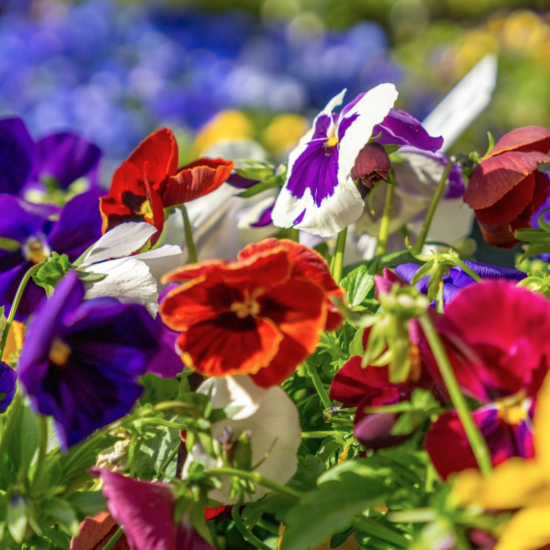 Violets