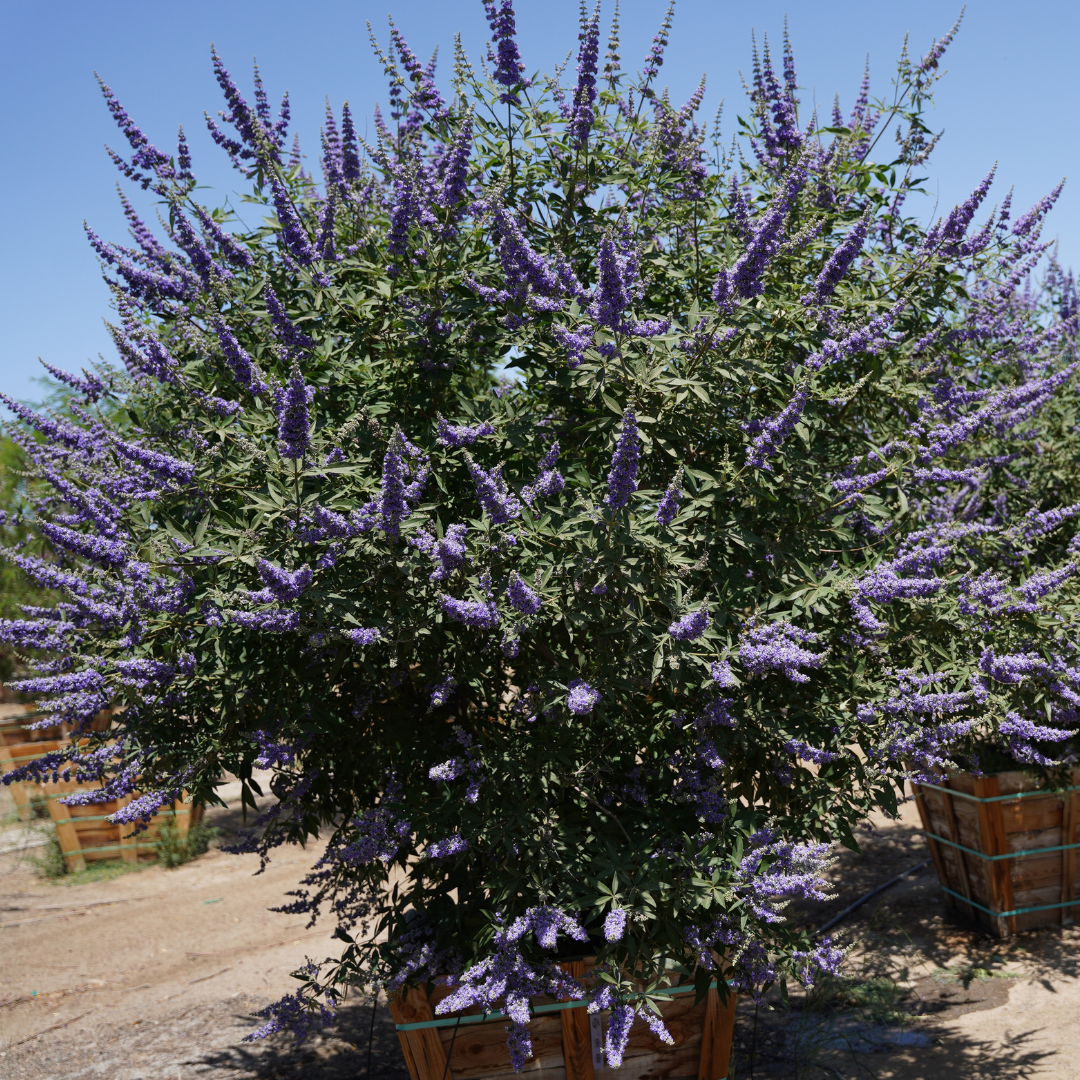 Vitex