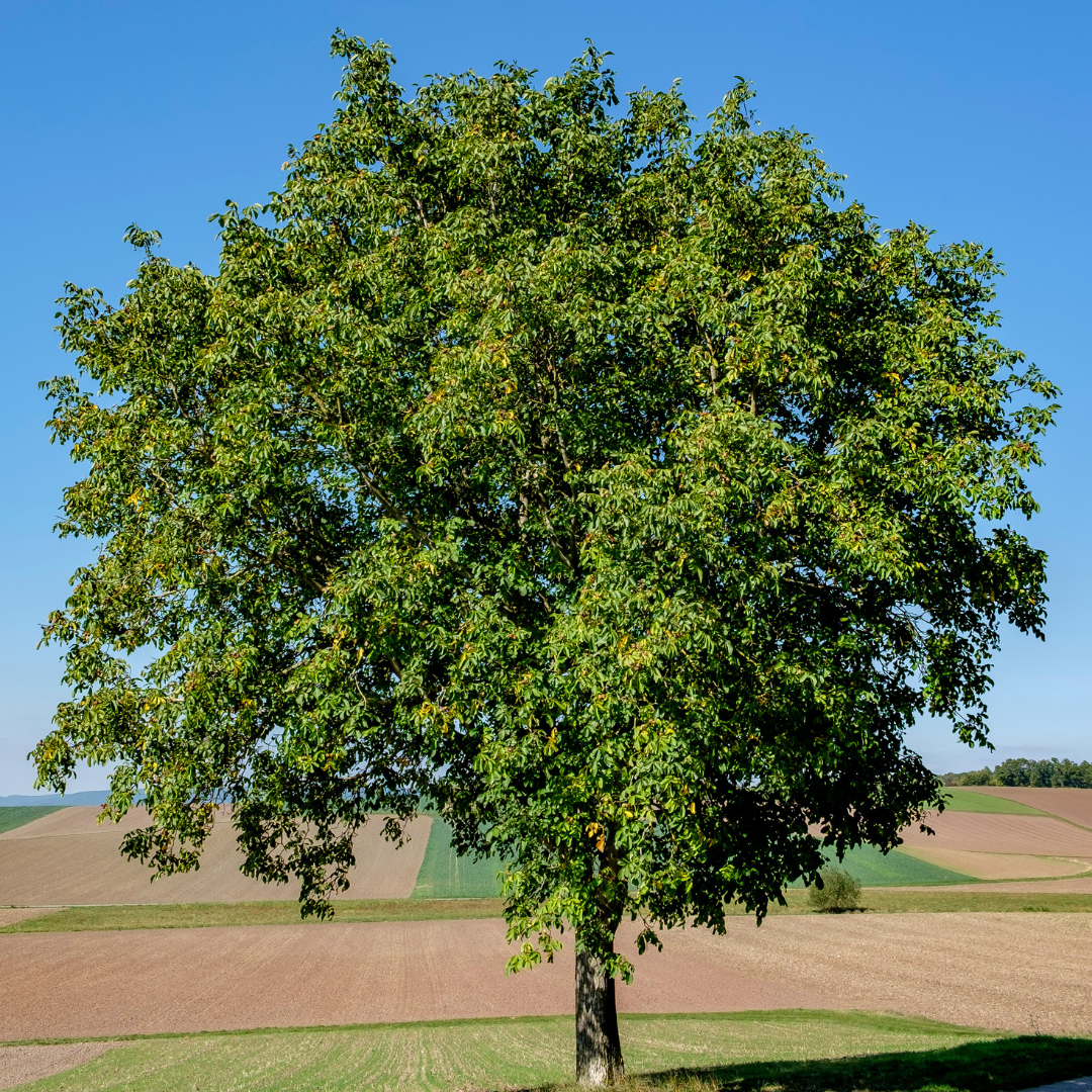 Walnut Tree