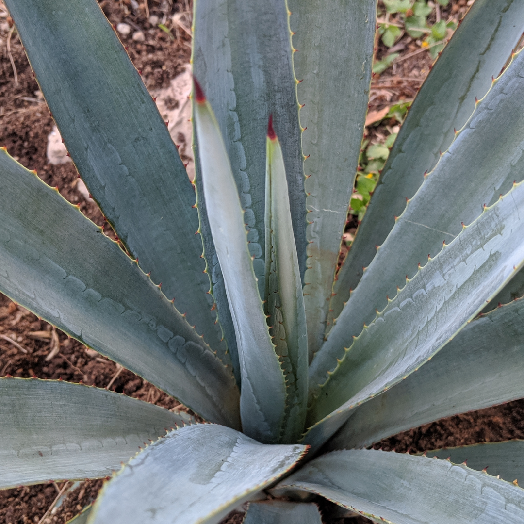 Weber's Century Plant