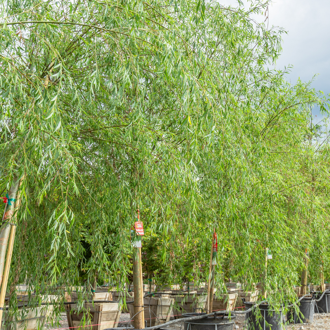 Weeping Willow
